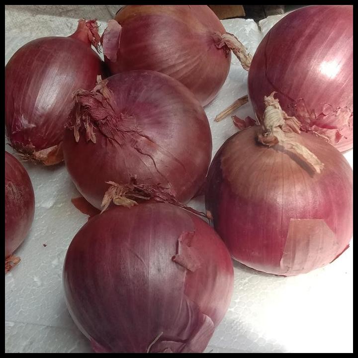 

Terlaris Bawang Bombay Merah Nz/Unggu Good Quality