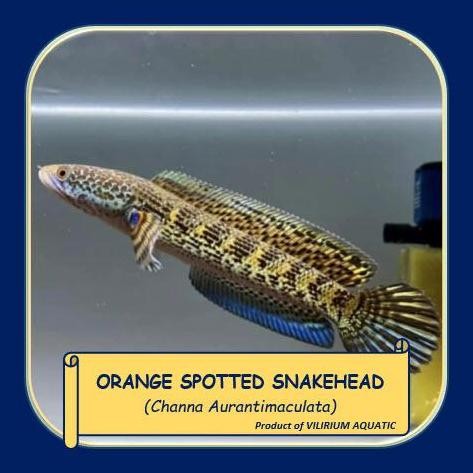 Terlaris Ikan Hias Air Tawar - Channa Auranti / Orange Spotted Snakehead / Channa Aurantimaculata