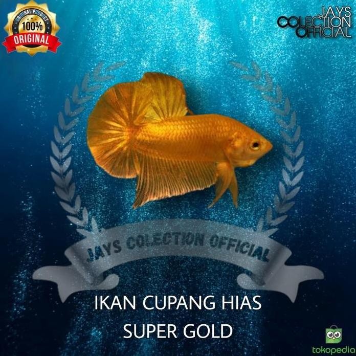 Terlaris Ikan Cupang Super Gold