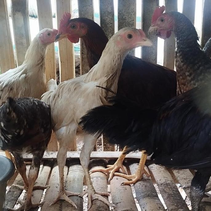

AYAM KAMPUNG HIDUP DAN SEHAT PER EKOR