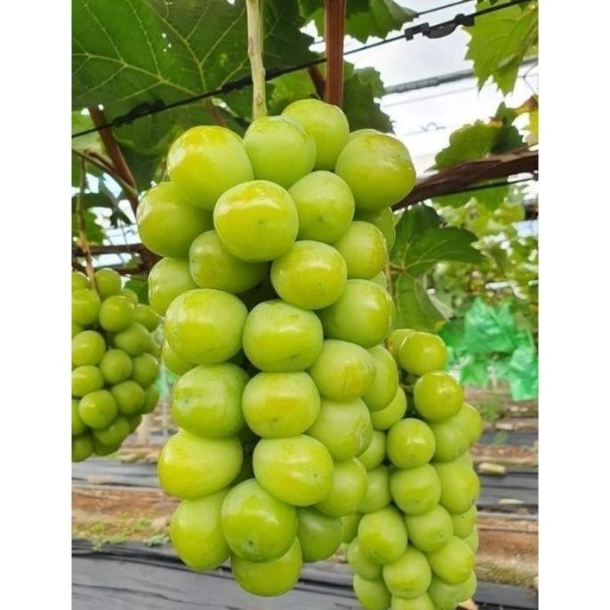 baru BIBIT ANGGUR IMPORT SHINE MUSCAT VALID 100%