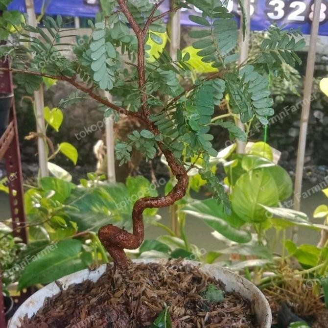 baru Bonsai asem jawa meliuk ekstrem Alami