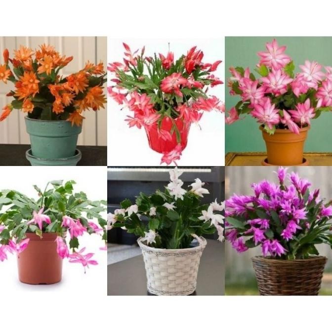 

baru Paket 6 Wijaya Kusuma Kepiting