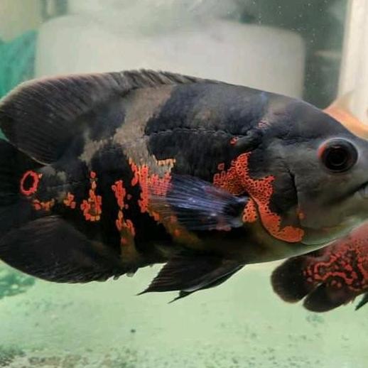 Ikan Oscar Black Tiger Batik 10Cm Hiasan Aquarium Aquascape
