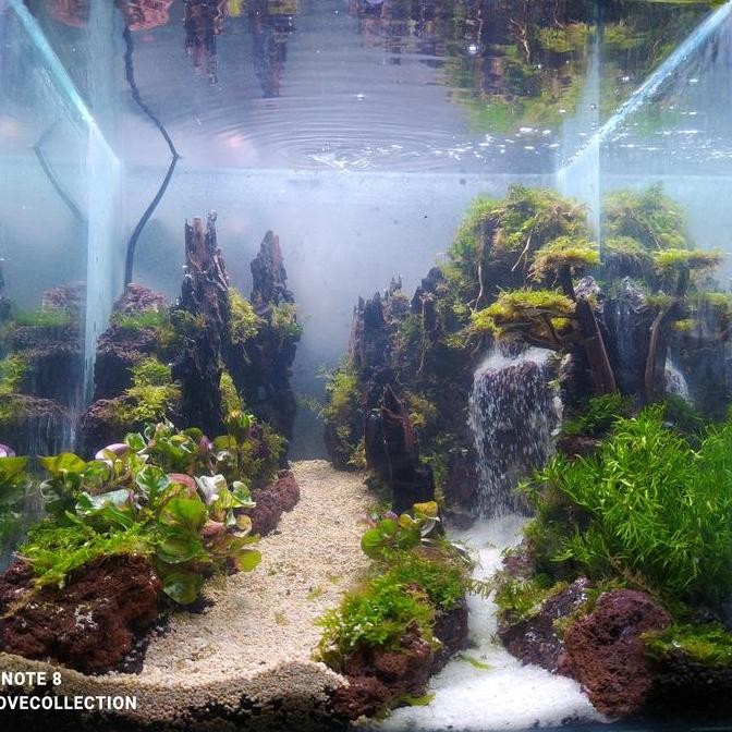 Aquascape Aquarium Fullset 30Cm/Aquascape Murah Fullset