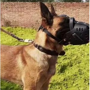 Leather Dog Muzzle Brongsong Brangus Anjing Kulit No Collar Leash Co