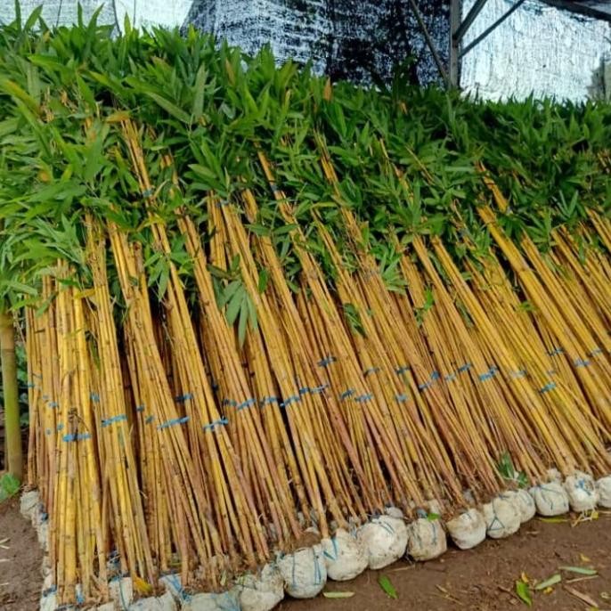 fresh Promo Bambu Kuning harga GROSIR / pohon Bambu kuning / Bambu Pagar murah
