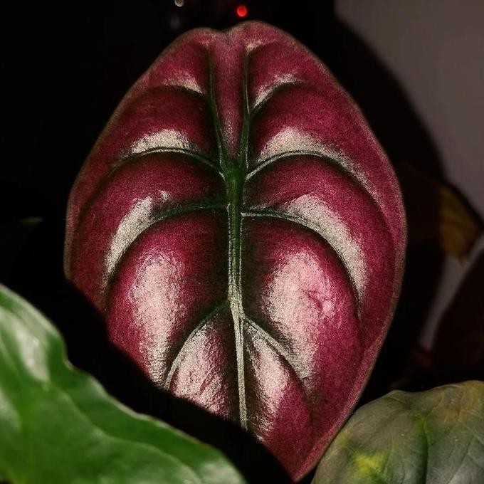 fresh Alocasia Red Secret / Cuprea Philipina murah
