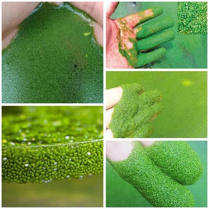 fresh wolfia bibit alternatif makanan unggas - wolfia pakan ternak murah