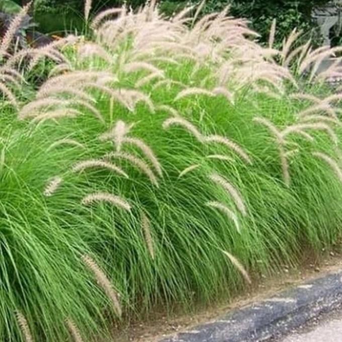[Expert] tanaman ekor kuda/ilalang ekor kuda/Alang Alang ekor kuda/tanaman hias
