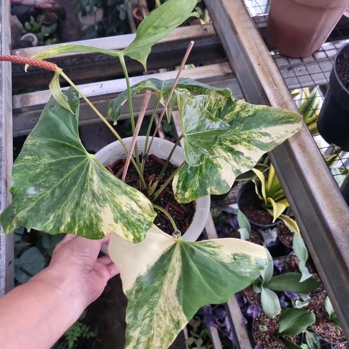 fresh Tanaman Hias Anthurium Pterodactyl Varigata murah