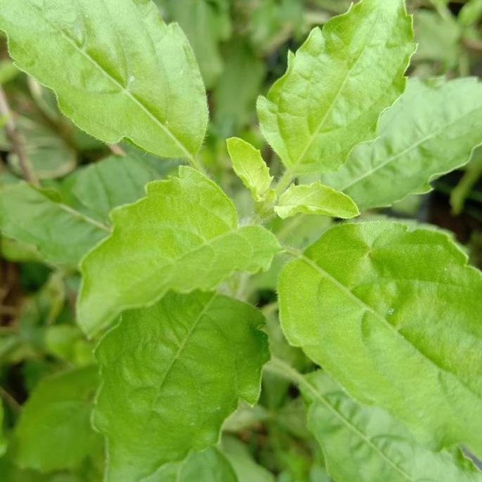 

sayur daun segar ruku-ruku holy holi basil 100gr