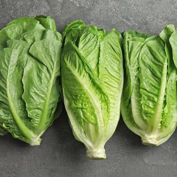 

Sayur Lettuce Romaine Letus romaine romen segar
