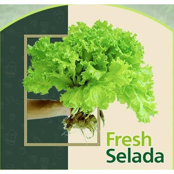 

Selada Keriting Freshpick By Jirifarm Sayur Segar Hidroponik