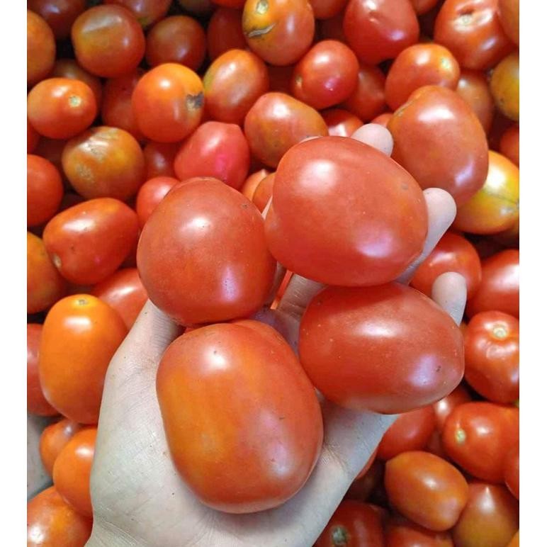 

Tomat Segar Fresh 1 1000 500 gram kg
