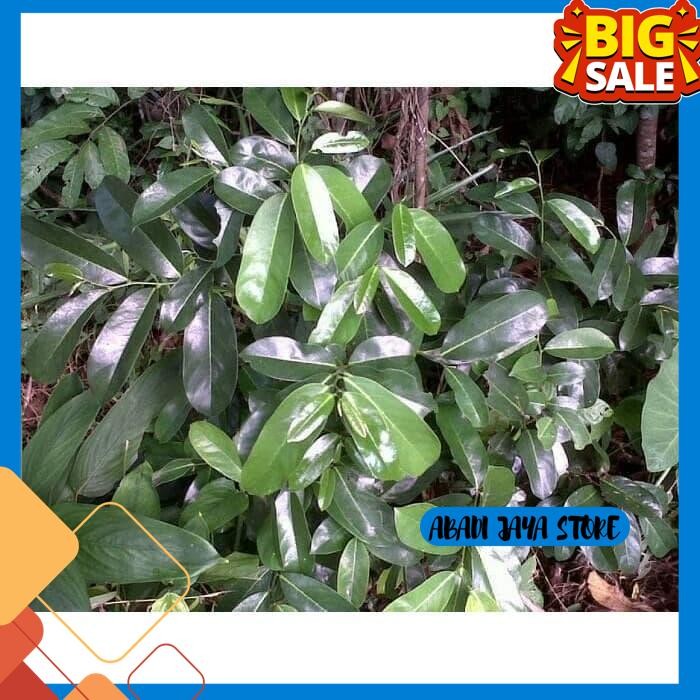 

DAUN SIRSAK SEGAR DAN AMAN DIKONSUMSI ( DIJAMIN BEBAS PEPTISIDA ) GRATIS ONGKIR