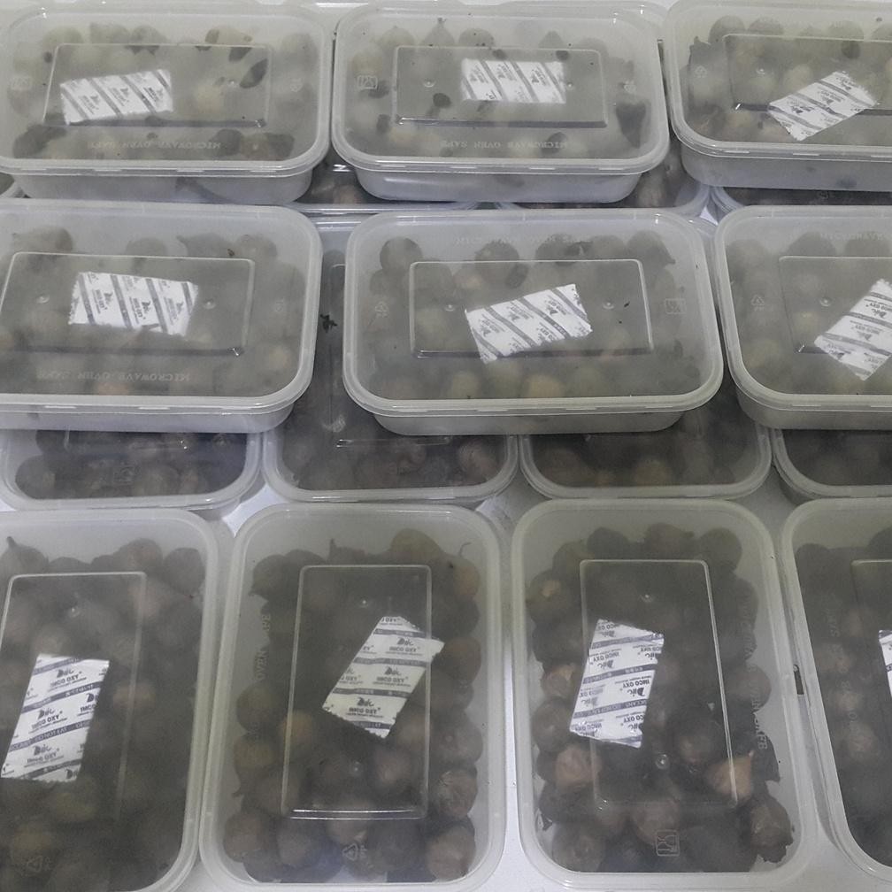 

Black Garlic Bawang Hitam Tunggal Lanang Garlik Solo 1KG 1 KG 1000gr 250gr 500gr 250 gr 500 gr 1000 gr 250 gram 500 gram 1000 gram Sekilo Kiloan Fermentasi Bukan Bawang Putih Kating Bonggol Siung Obat Jantung Penurun Darah Tinggi Hipertensi Kolesterol