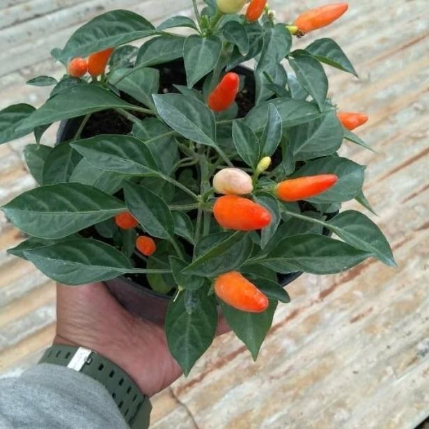 berbuah bibit tanaman hias buah pohon hidup cabe setan SUPER