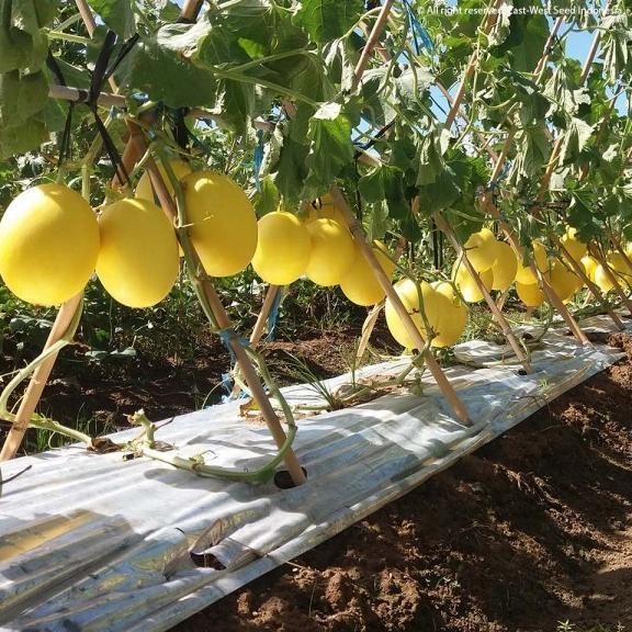 (Allthebest) Benih Melon Golden ALISHA F1 400 Butir - Bibit Cap Panah Merah