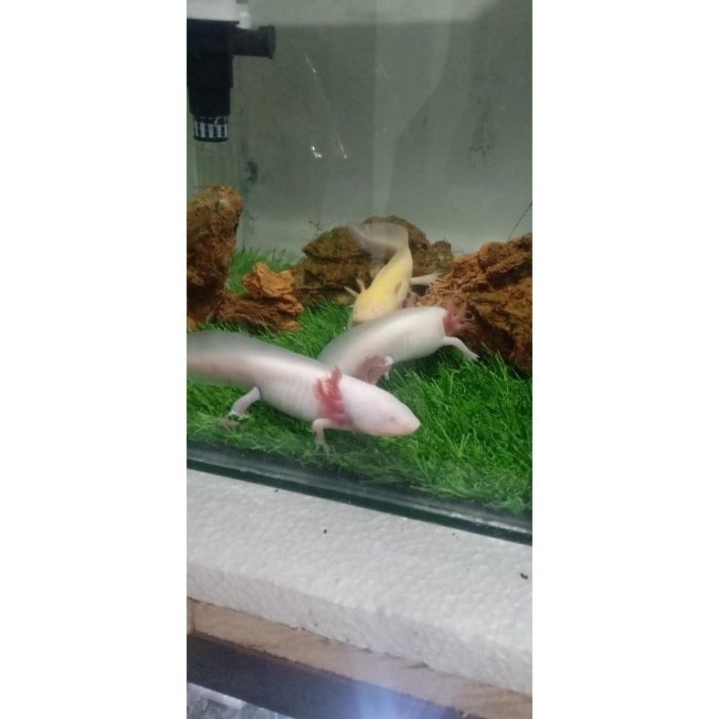 hiasan aquarium/ axolotl salamander albino size 14-15cm
