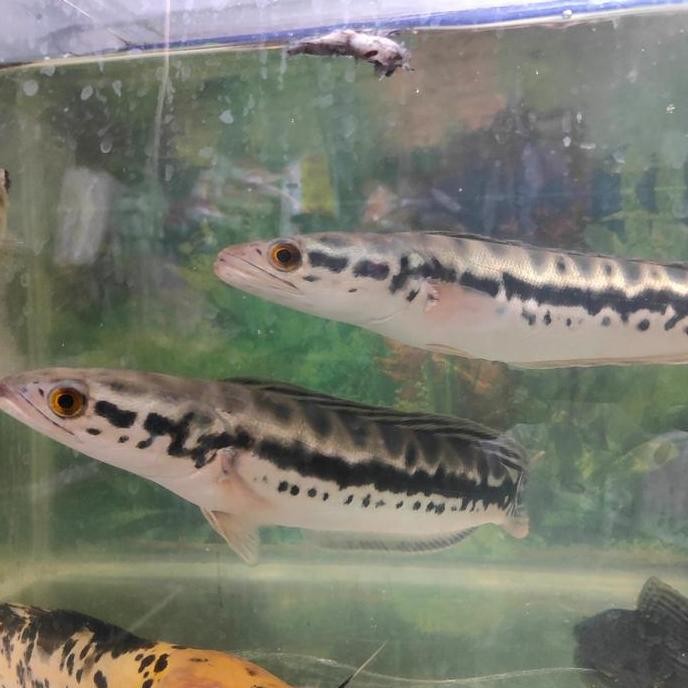 baru Gabus Toman size jumbo -+30cm