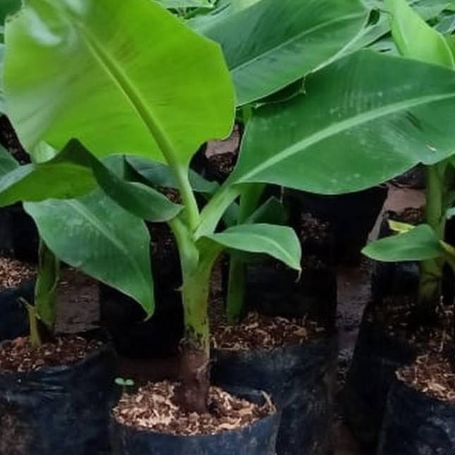 Bibit Tanaman Buah Pisang Giant Cavendish - Beli 3 gratis 1 ATV
