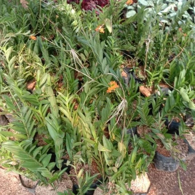 ready Anggrek tanah/tanaman anggrek tanah epidendrum