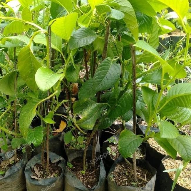 Bibit Tanaman Buah Markisa Jumbo-Pohon Markisa Jumbo/Markisa Buto ATZ