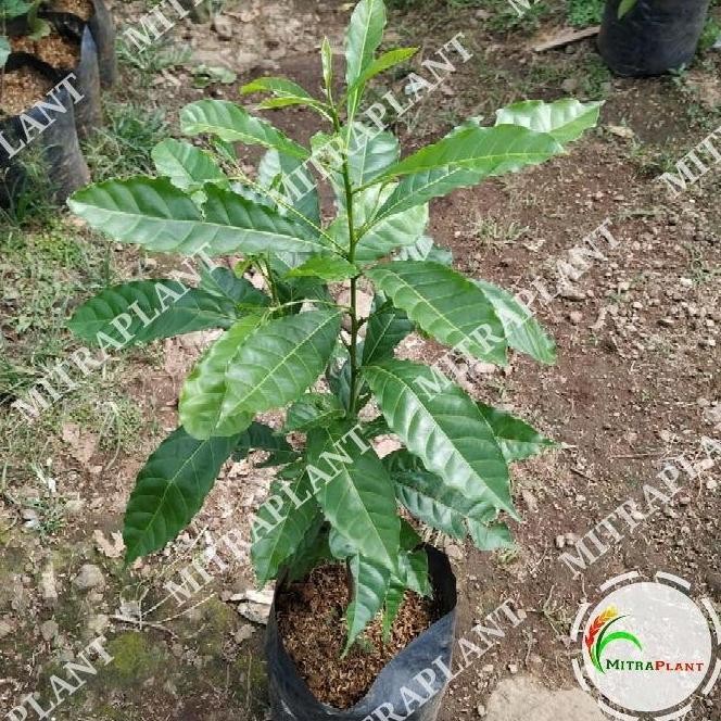 Bibit Pohon So Abiu - Buah So Abiu tralia - Tanaman So Abiu ATZ