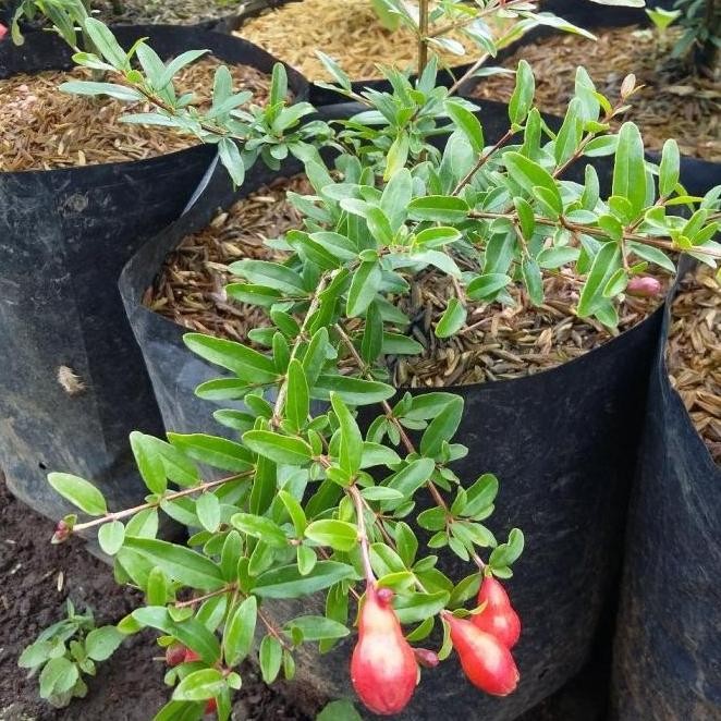 Bibit pohon delima merah - Tanaman buah delima merah - Delima merah ATZ