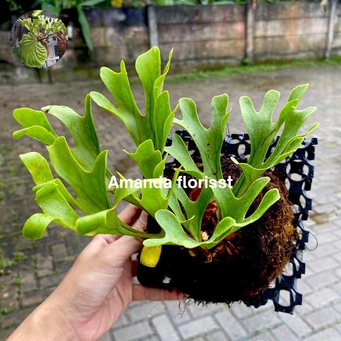 PLATYCERIUM RIDLEYI / SIMBAR MENJANGAN / TANDUK RUSA