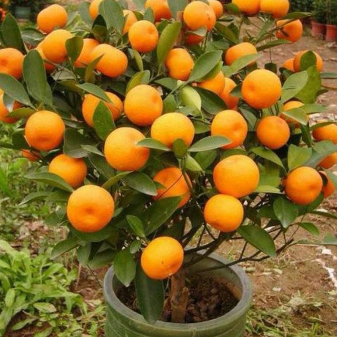 Jeruk Santang Madu Siap Berbuah Lebat-Bibit Tanaman Buah Jeruk Santang