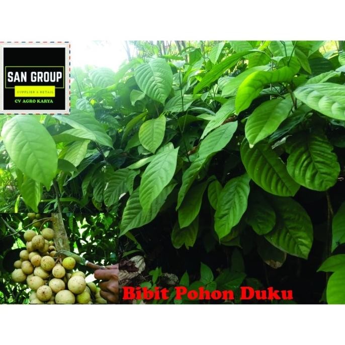 BIBIT TANAMAN DUKU PALEMBANG ASLI TANPA BIJI BENIH POHON DUKU SUPER