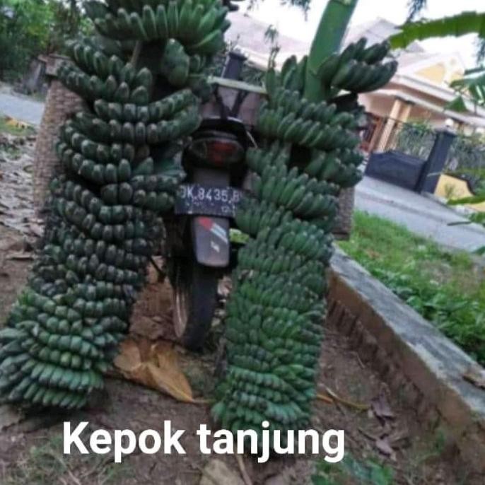 

BIBIT PISANG KEPOK TANDUK PISANG UNIK YANG TANPA JANTUN MMZ