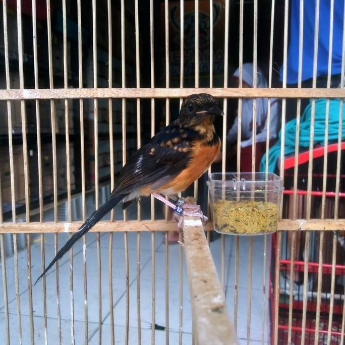 murai batu medan Apbn bersertifikat