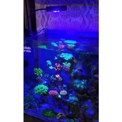 ., Lampu Aquarium - Kms 20 Watt