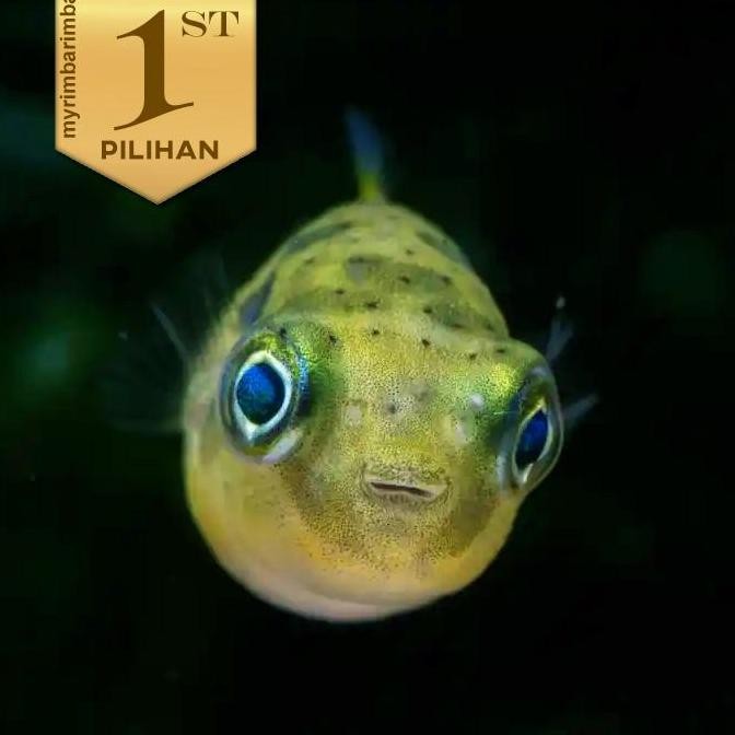 Baby Fahaka Puffer Fish Ikan Hias Buntal Aquascape Hiasan Aquarium