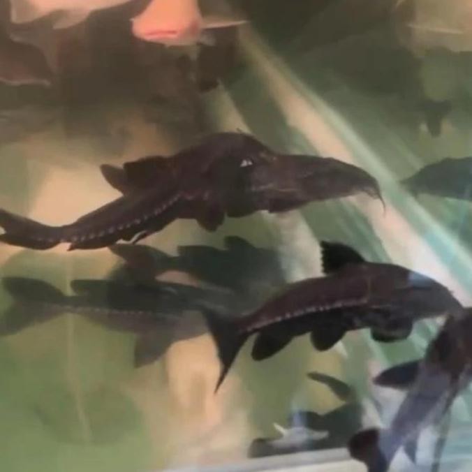 Oxydoras Niger Catfish Hiasan Aquarium Size 13-15Cm