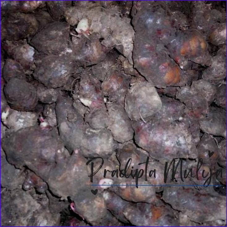 

Gass.! Jahe Merah Kecil 1Kg