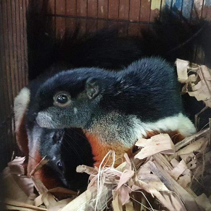 TERLARIS - sepasang Tupai 3 warna | Bajing three collour