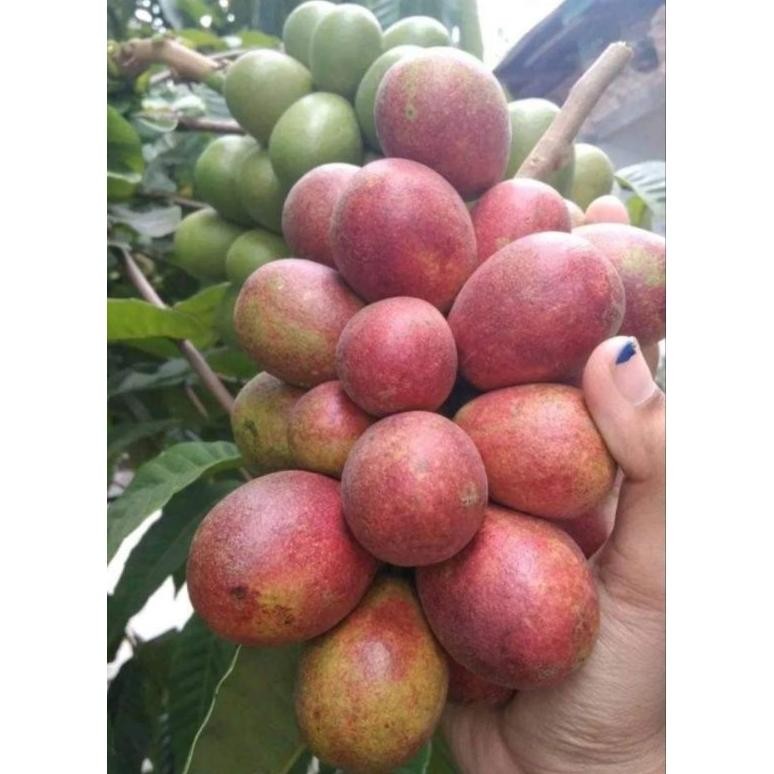 

Original Buah Matoa Fresh 1Kg Manis Dan Daging Tebal Me41