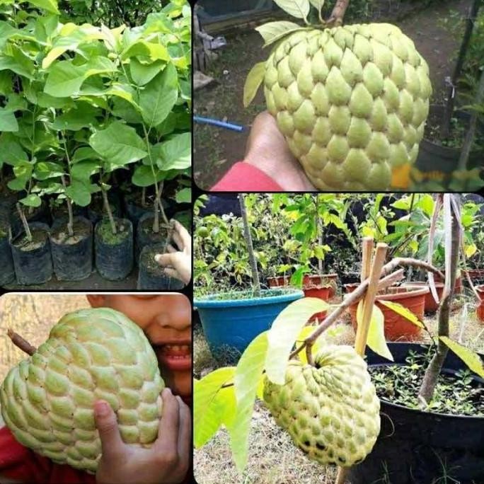 Bibit tanaman buah srikaya jumbo madu FRESS