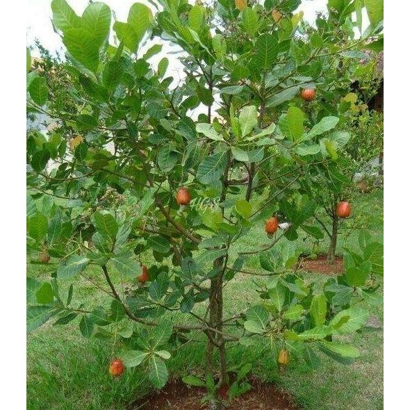 COD Bibit Tanaman Buah Jambu Monyet Jambu Mete Okulasi cepat berbuah FRESS