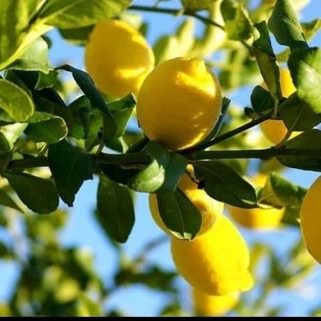 

Bibit Tanaman Buah Jeruk Lemon Import FRESS