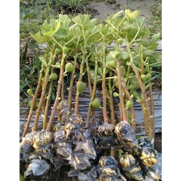 Fresh Cangkok Bibit Buah Tin Berbuah Segar Berbagai Varian