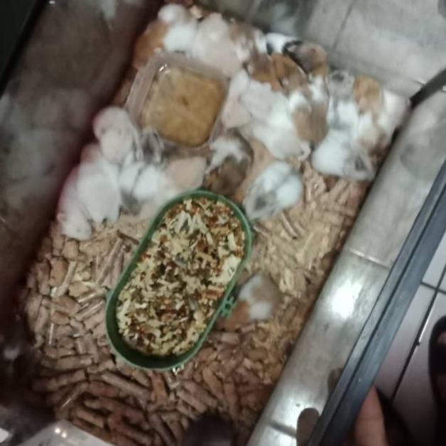 Hamster anakan sirian Long hair AST