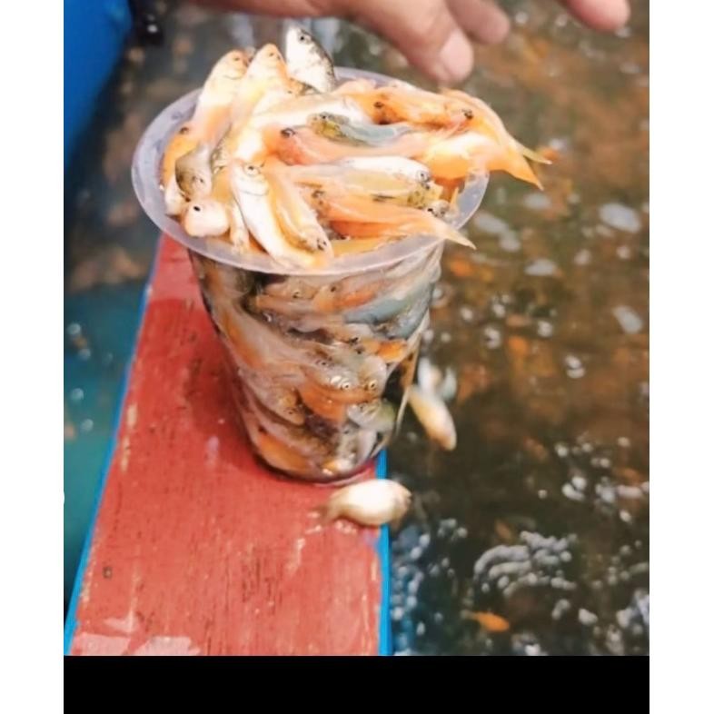 anak ikan mas pakan predator(pergelas) AST