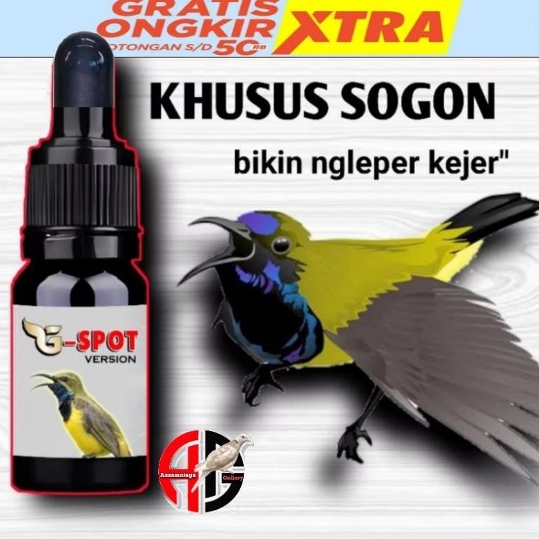 G SPOT METABOLISME PENGGACOR BURUNG SOGON PLECI BURUNG OCEHAN G SPOT AST