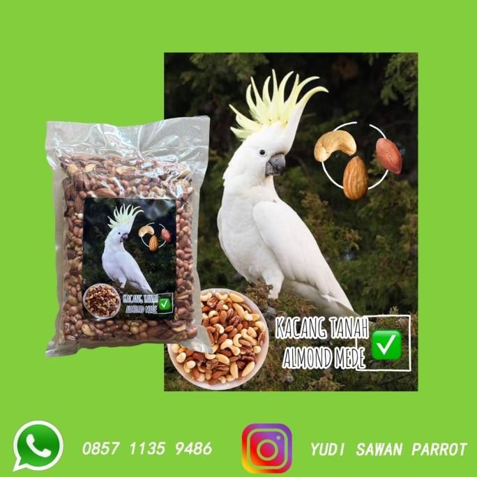 

kacang almond mete tanah makanan pakan burung macaw kakatua afgrey termurah