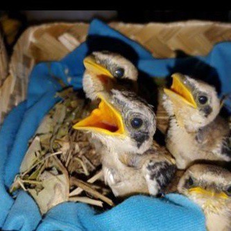 burung anakan lolohan pentet jatim